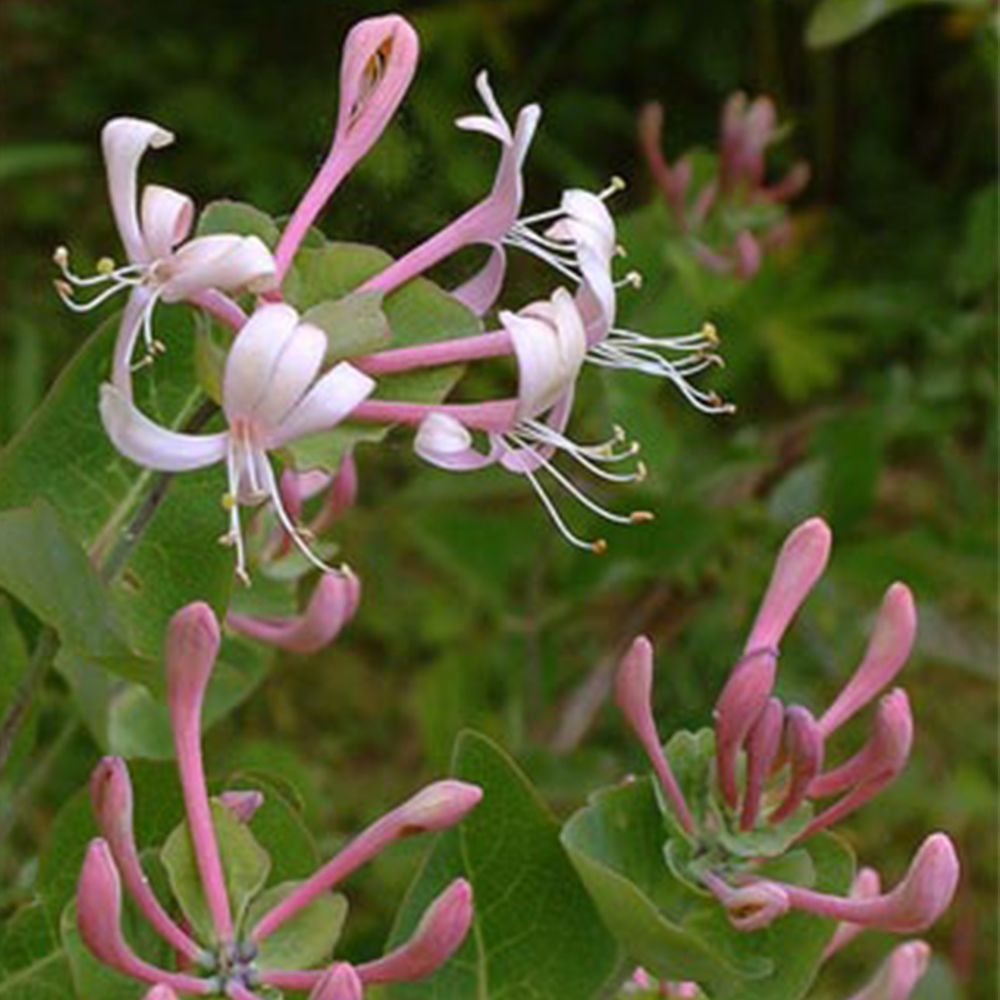 Honeysuckle (Lonicera spp.)