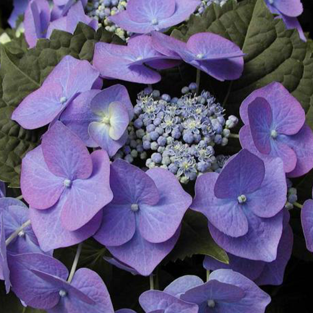 Hydrangea (Hydrangea spp.) – Heyday Home Landscaping