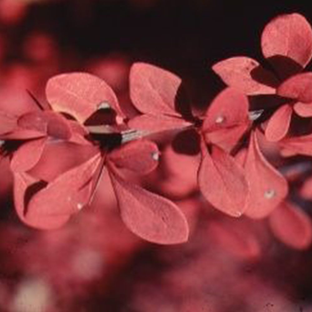 Japanese barberry (Berberis thunbergii)
