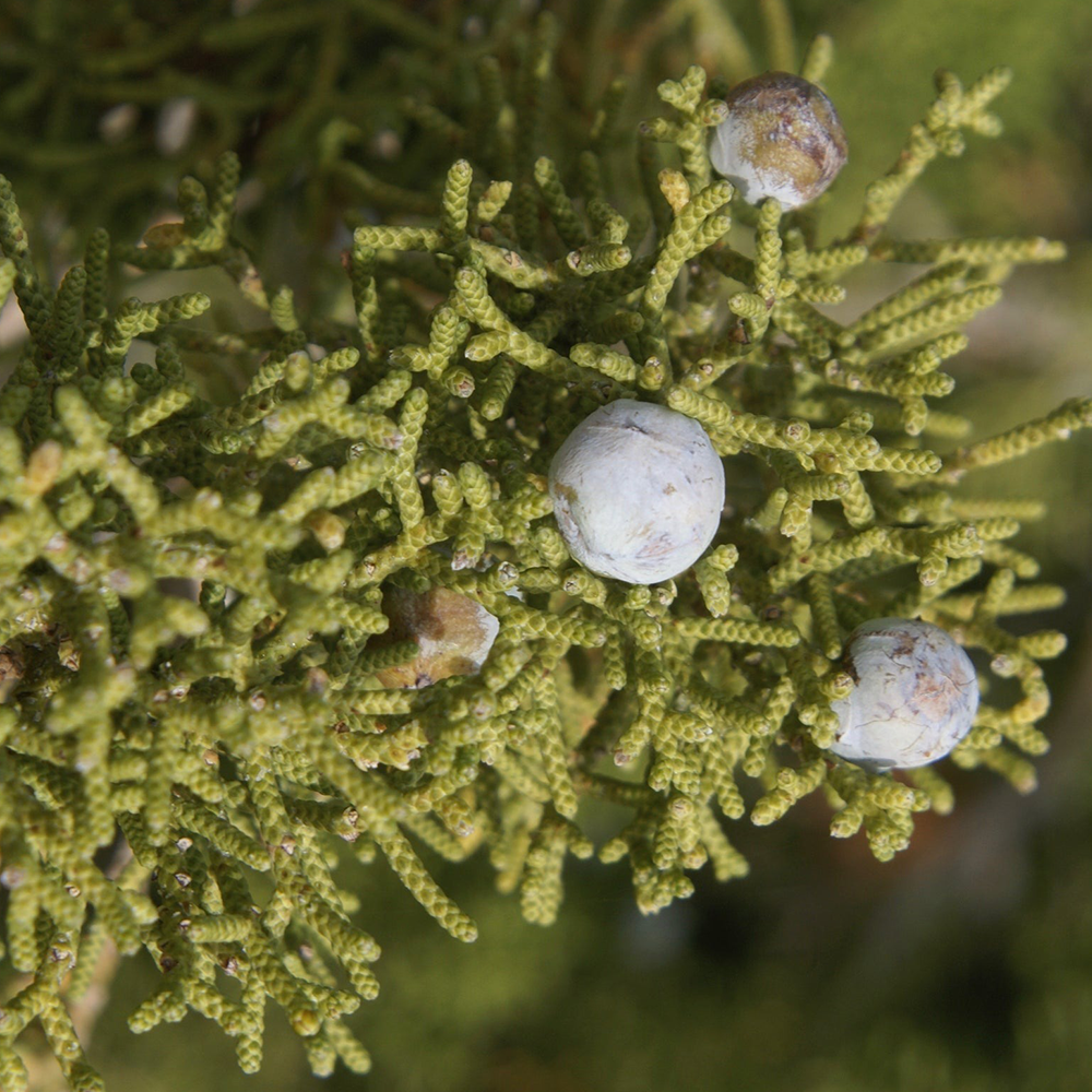 Juniper (Juniperus spp.)