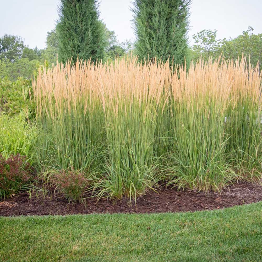 Karl Foerster Feather Reed Grass