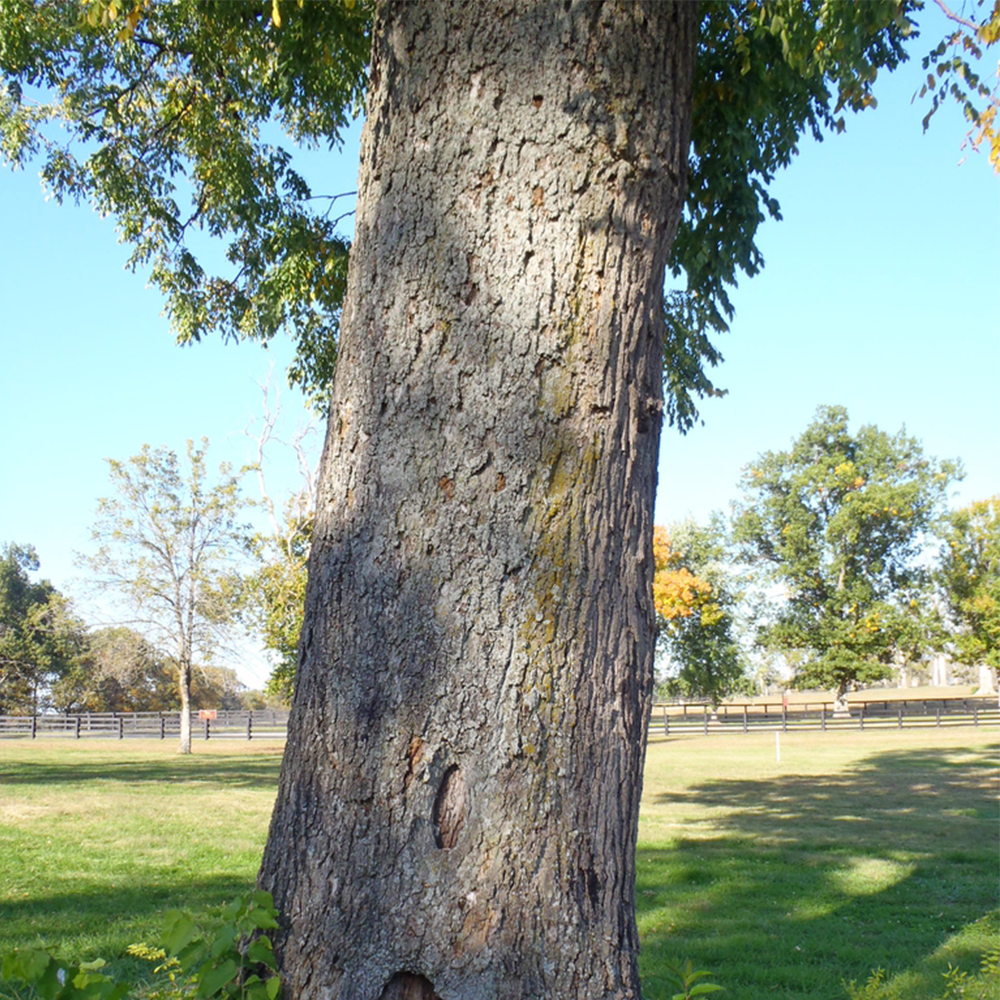 Kentucky Coffeetree (Gymnocladus dioicus)