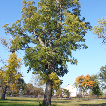 Kentucky Coffeetree (Gymnocladus dioicus)