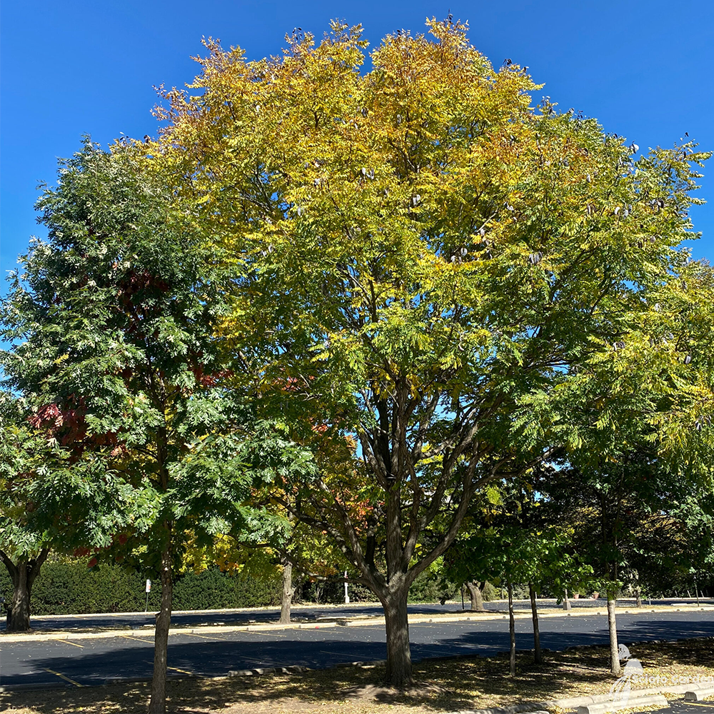 Kentucky Coffeetree (Gymnocladus dioicus)