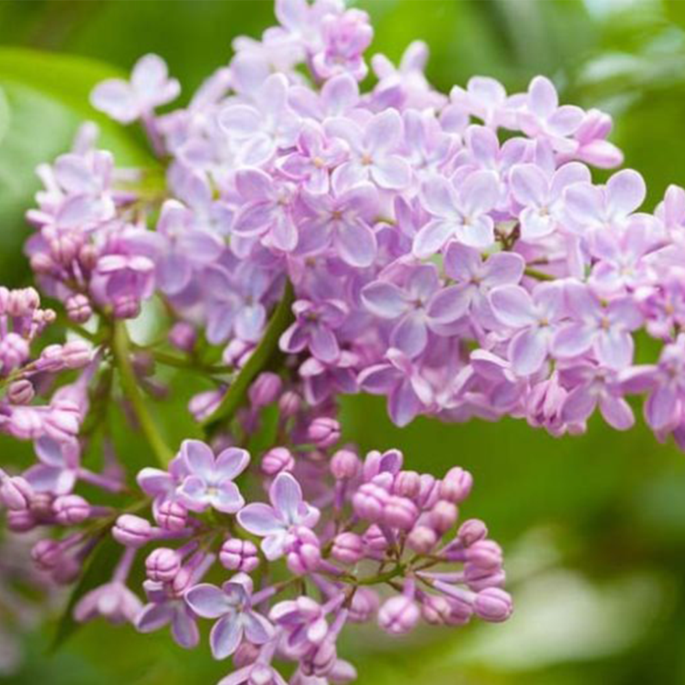 Lilac (Syringa vulgaris)