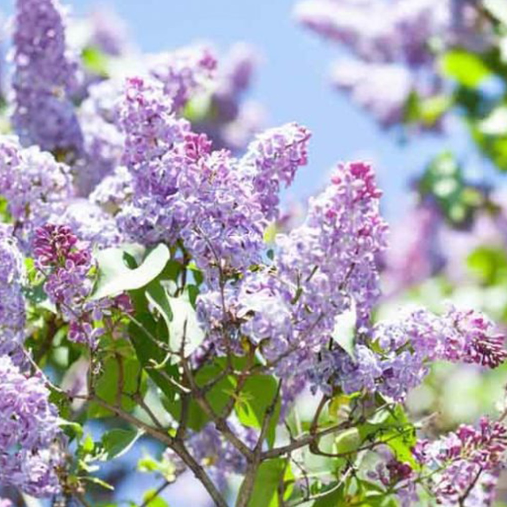 Lilac (Syringa vulgaris)