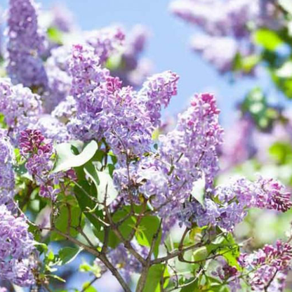 Lilac (Syringa vulgaris)