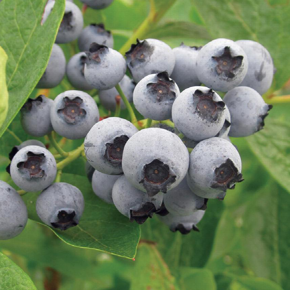 Lowbush blueberry (Vaccinium angustifolium)