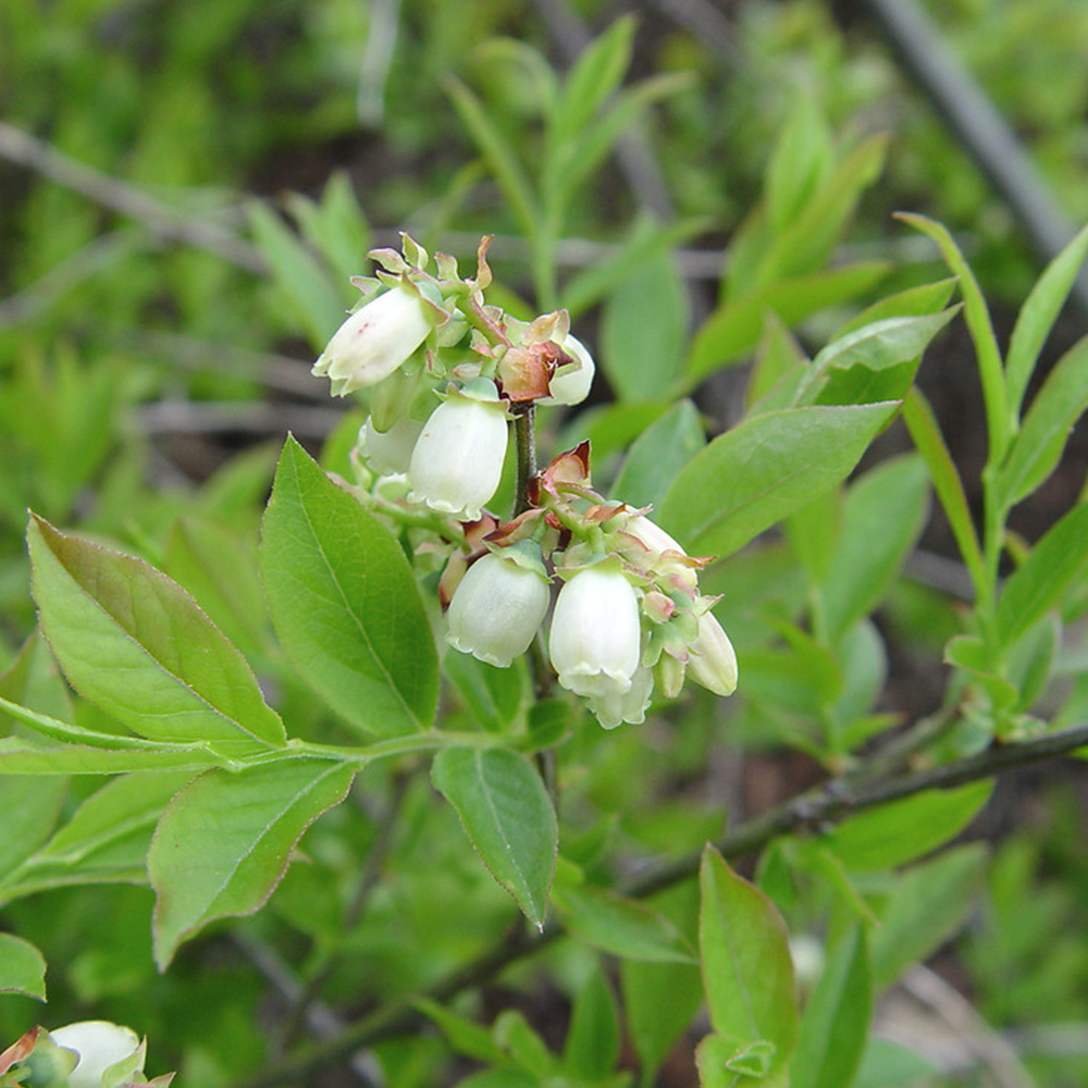 Lowbush blueberry (Vaccinium angustifolium)