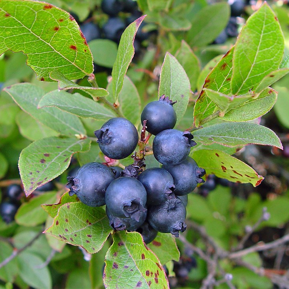 Lowbush blueberry (Vaccinium angustifolium)