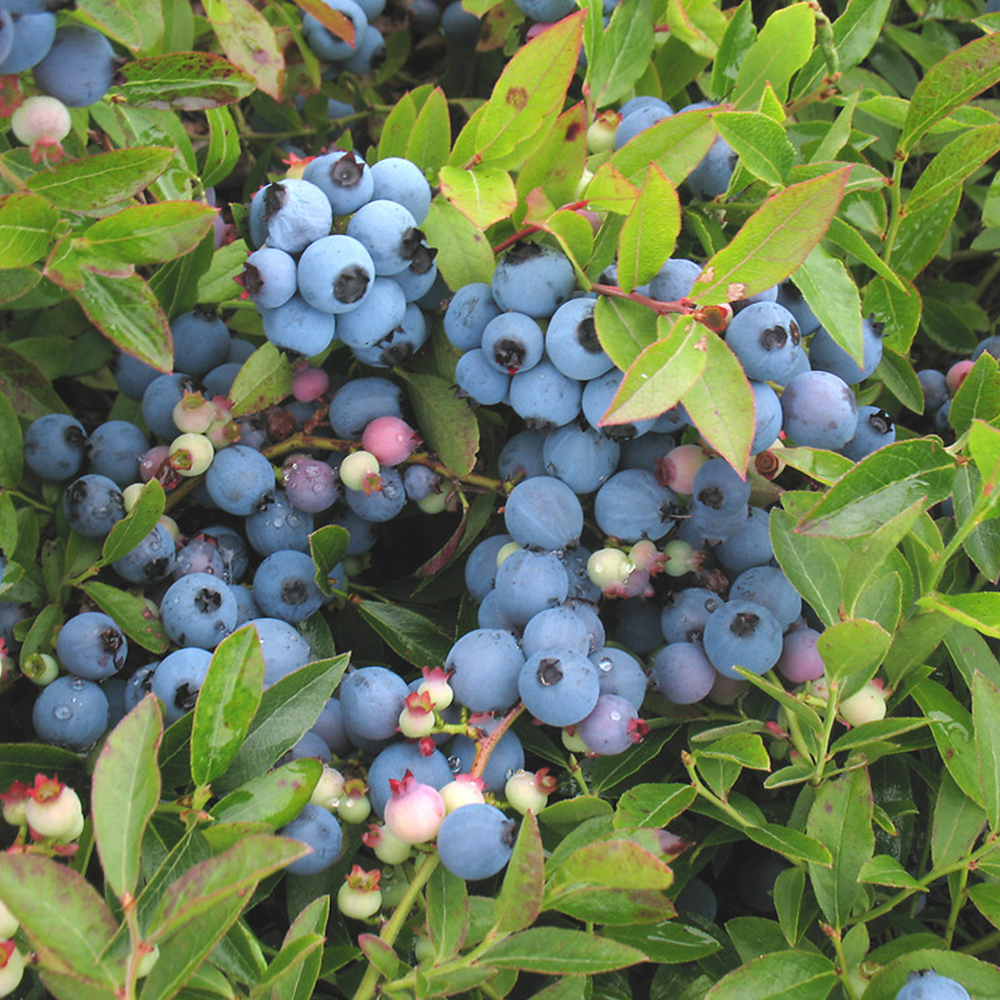 Lowbush blueberry (Vaccinium angustifolium)