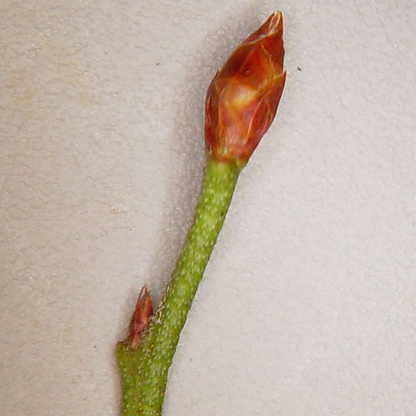 Lowbush blueberry (Vaccinium angustifolium)