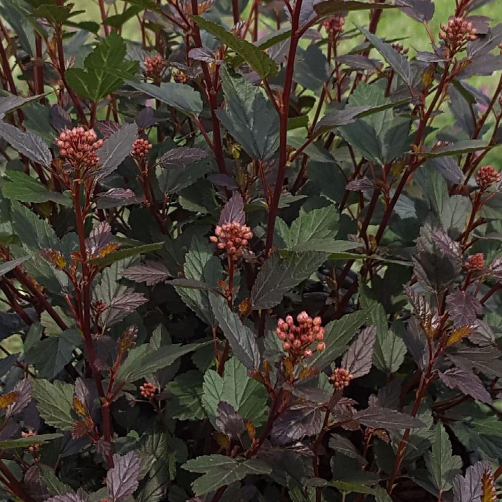 Ninebark (Physocarpus opulifolius) – hyneklandscapes