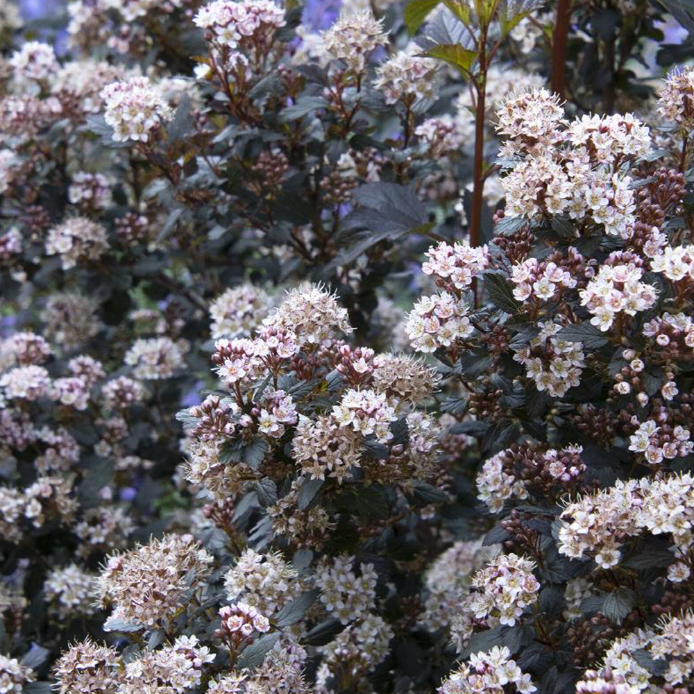 Ninebark (Physocarpus opulifolius)