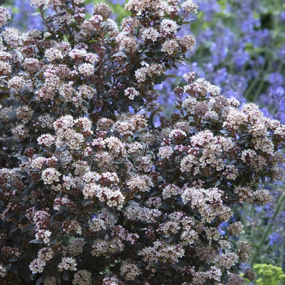 Ninebark (Physocarpus opulifolius)