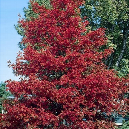 Northern Red Oak (Quercus rubra)