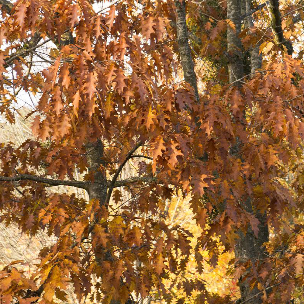 Northern Red Oak (Quercus rubra)