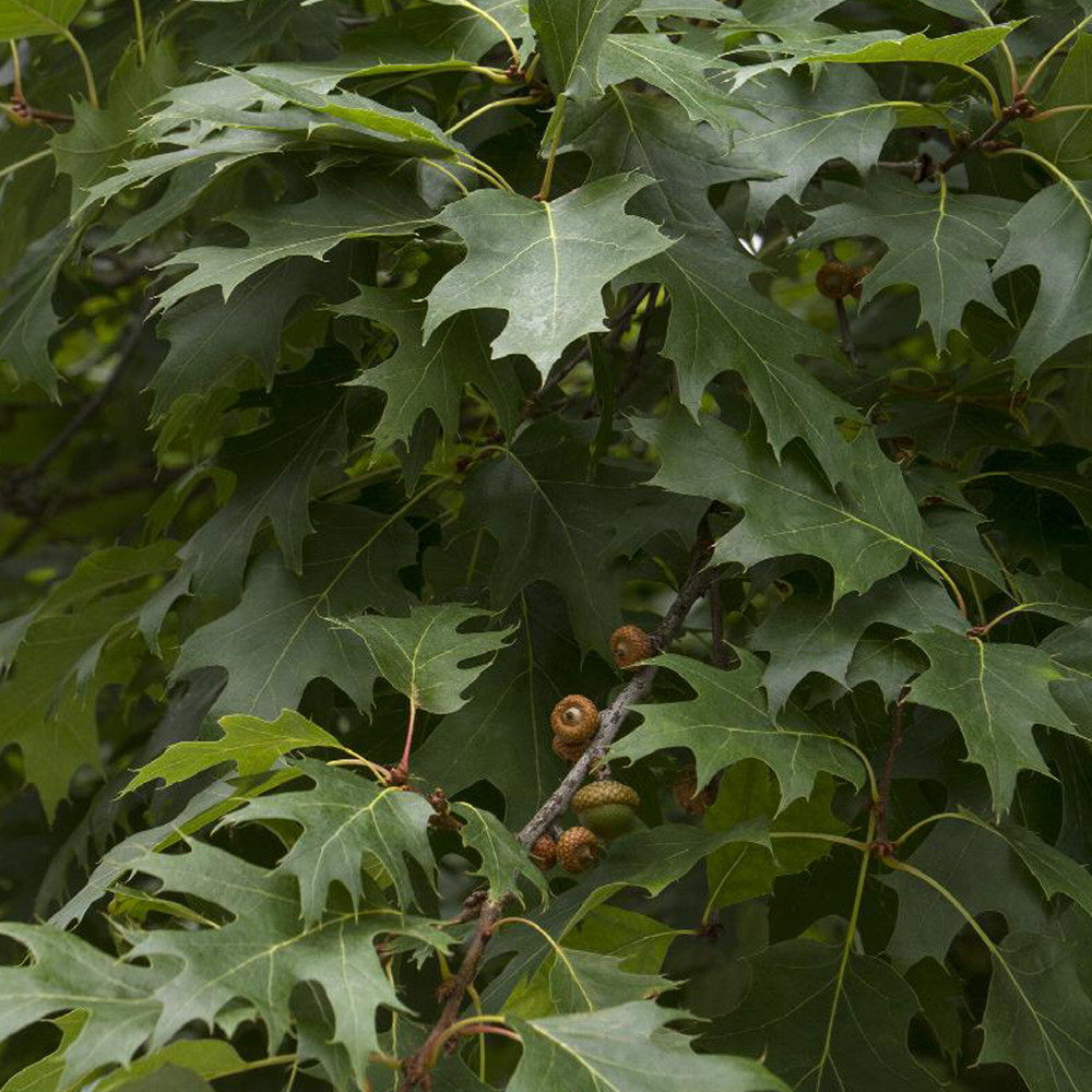 Northern Red Oak (Quercus rubra)