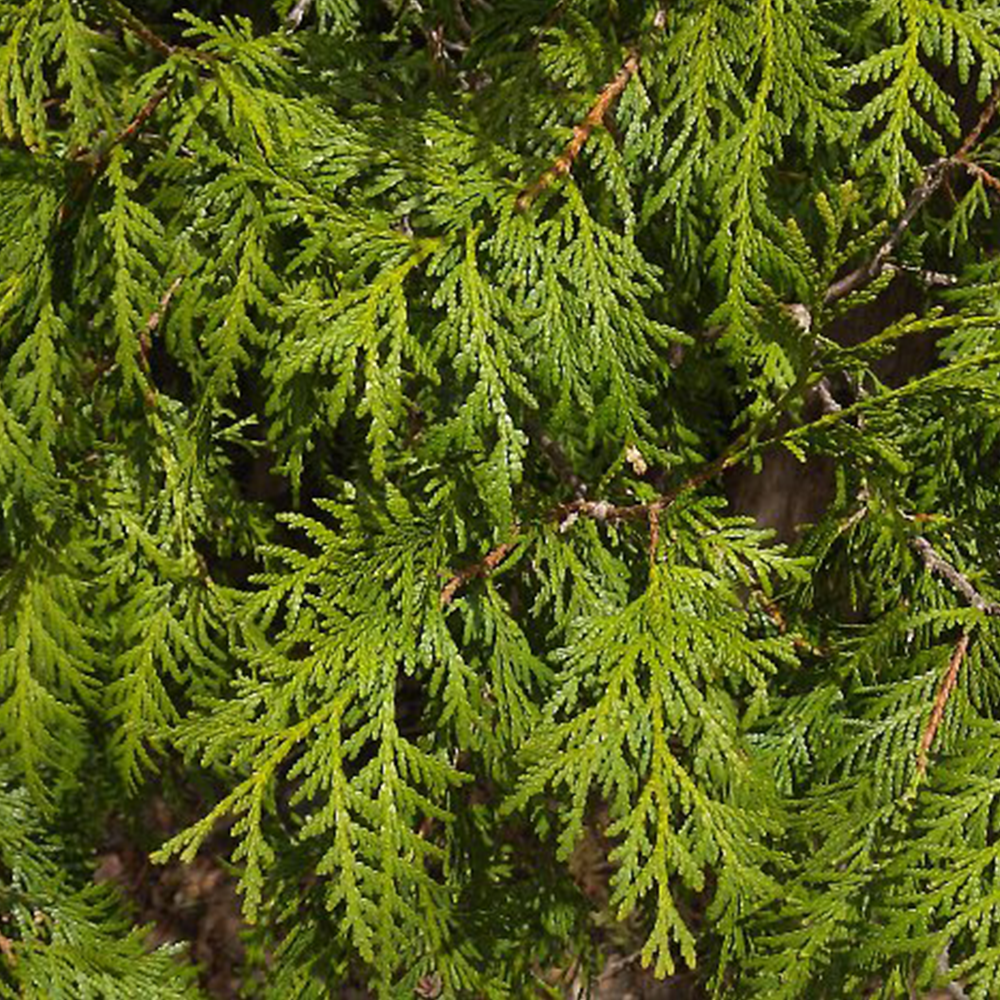 Northern White Cedar (Thuja occidentalis)