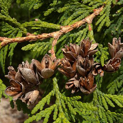 Northern White Cedar (Thuja occidentalis)