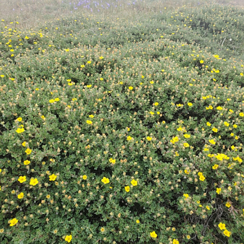 Potentilla (Dasiphora fruticosa)