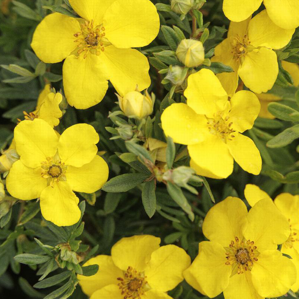 Potentilla (Potentilla fruticosa)