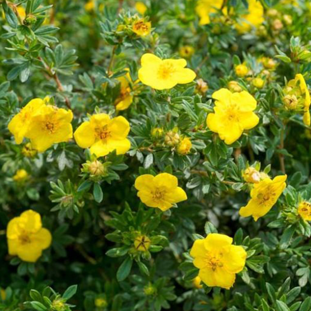 Potentilla (Potentilla fruticosa)