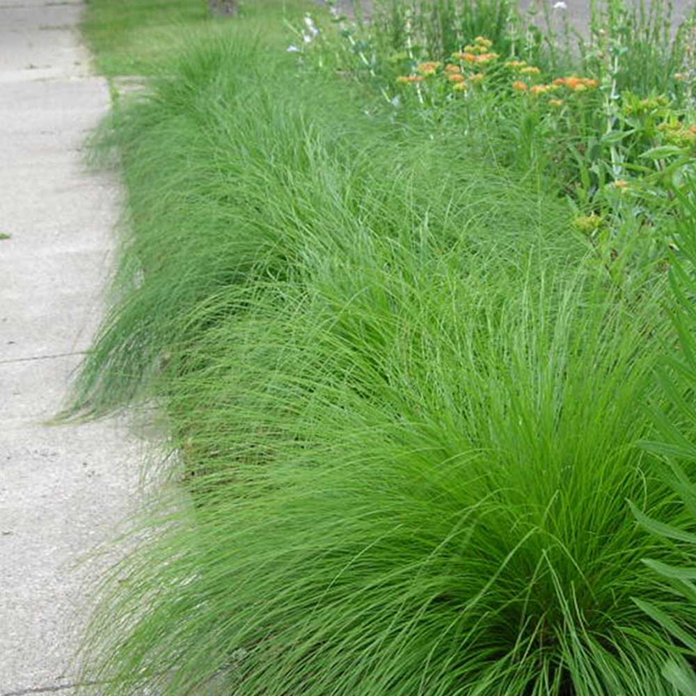 Prairie Dropseed