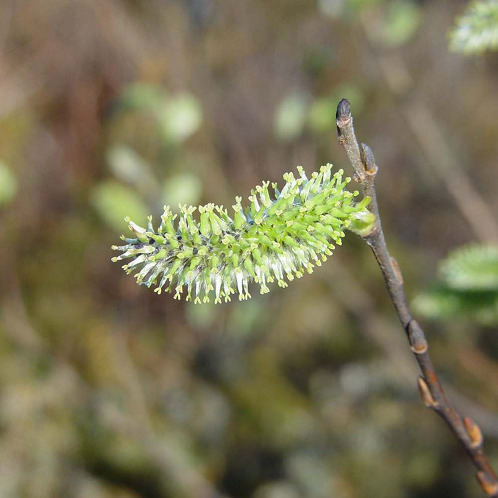 Pussy willow (Salix discolor)