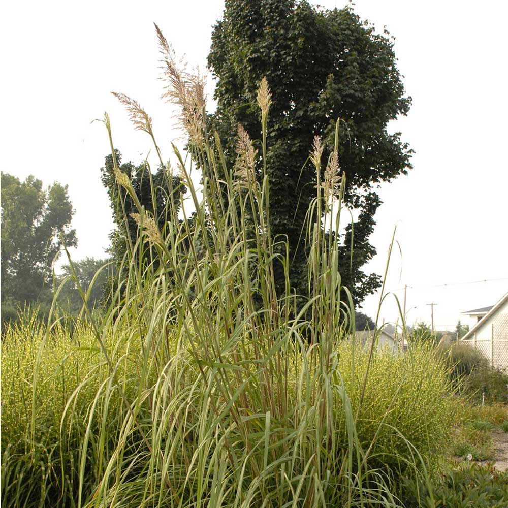 Ravenna grass