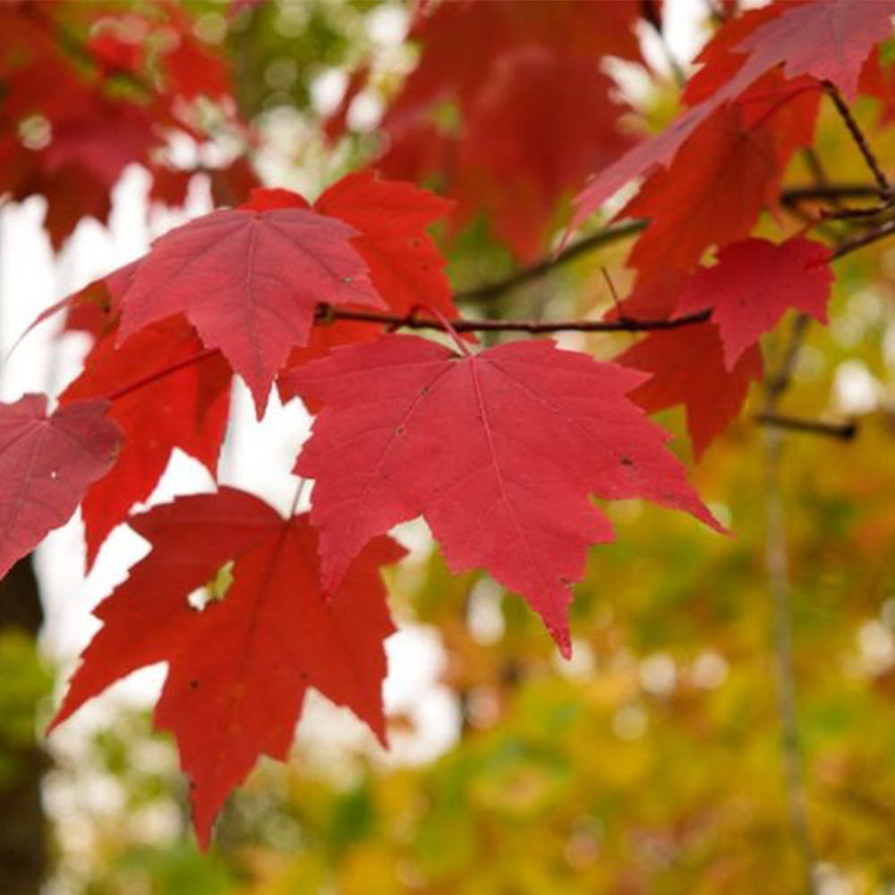 Red Maple (Acer rubrum)