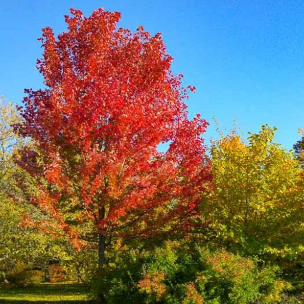 Red Maple (Acer rubrum)