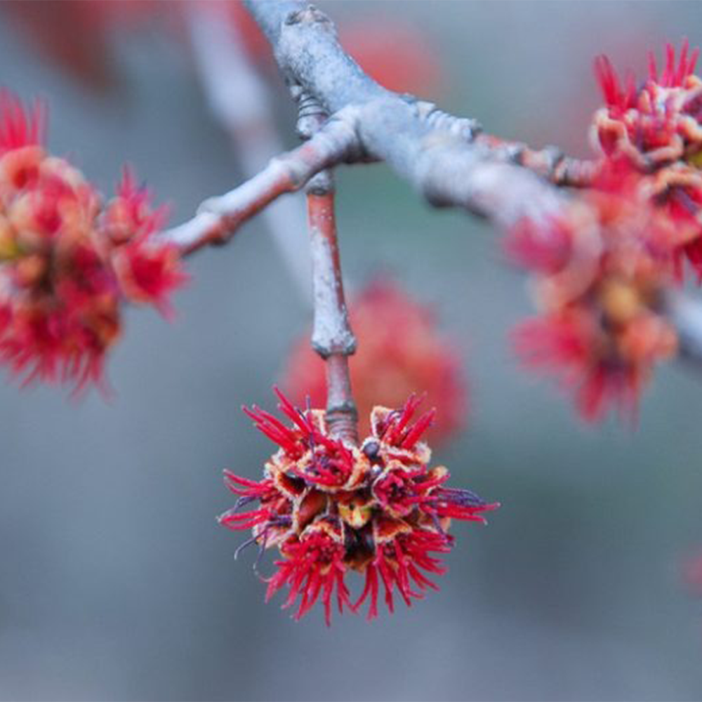 Red Maple (Acer rubrum)