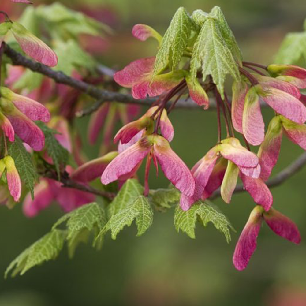 Red Maple (Acer rubrum)