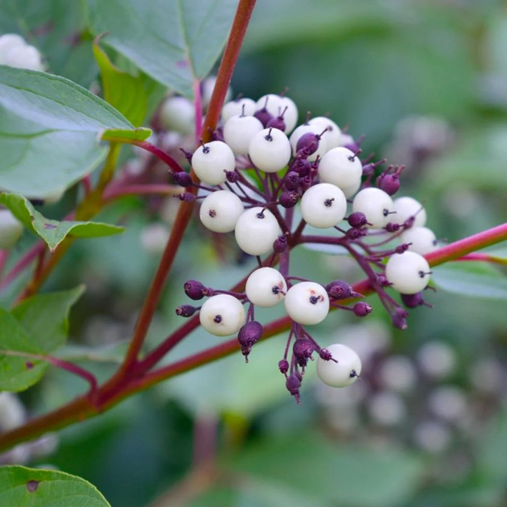 Red twig dogwood (Cornus sericea)