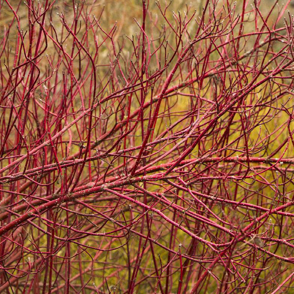 Red twig dogwood (Cornus sericea)