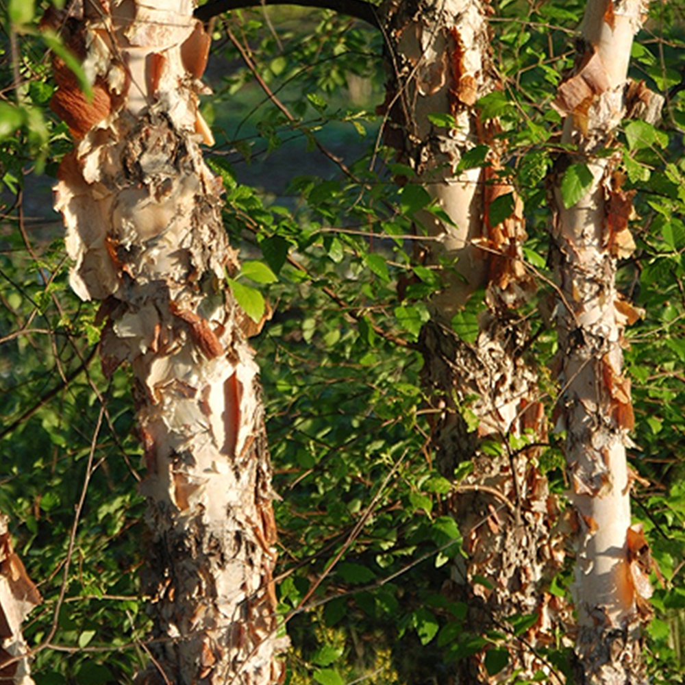 River Birch (Betula nigra)