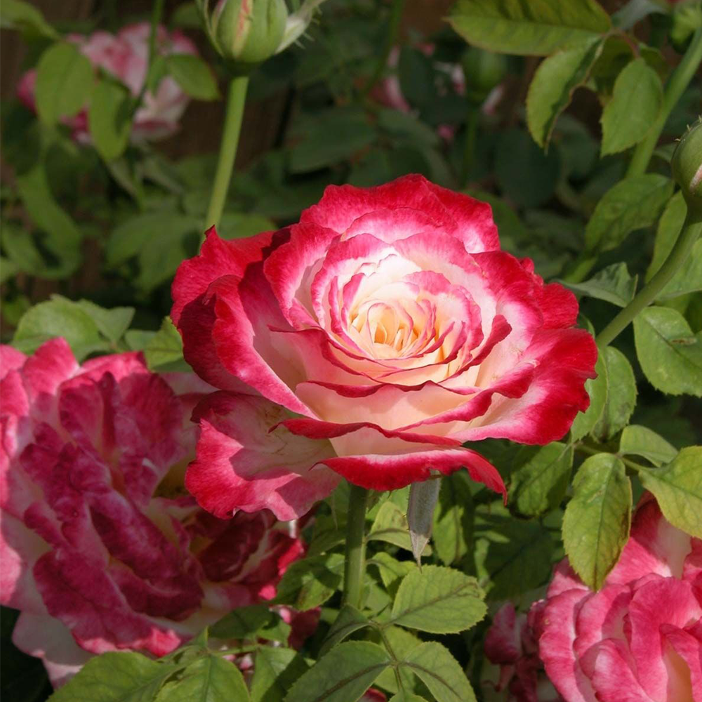 Rose (Rosa spp.) – Heyday Home Landscaping