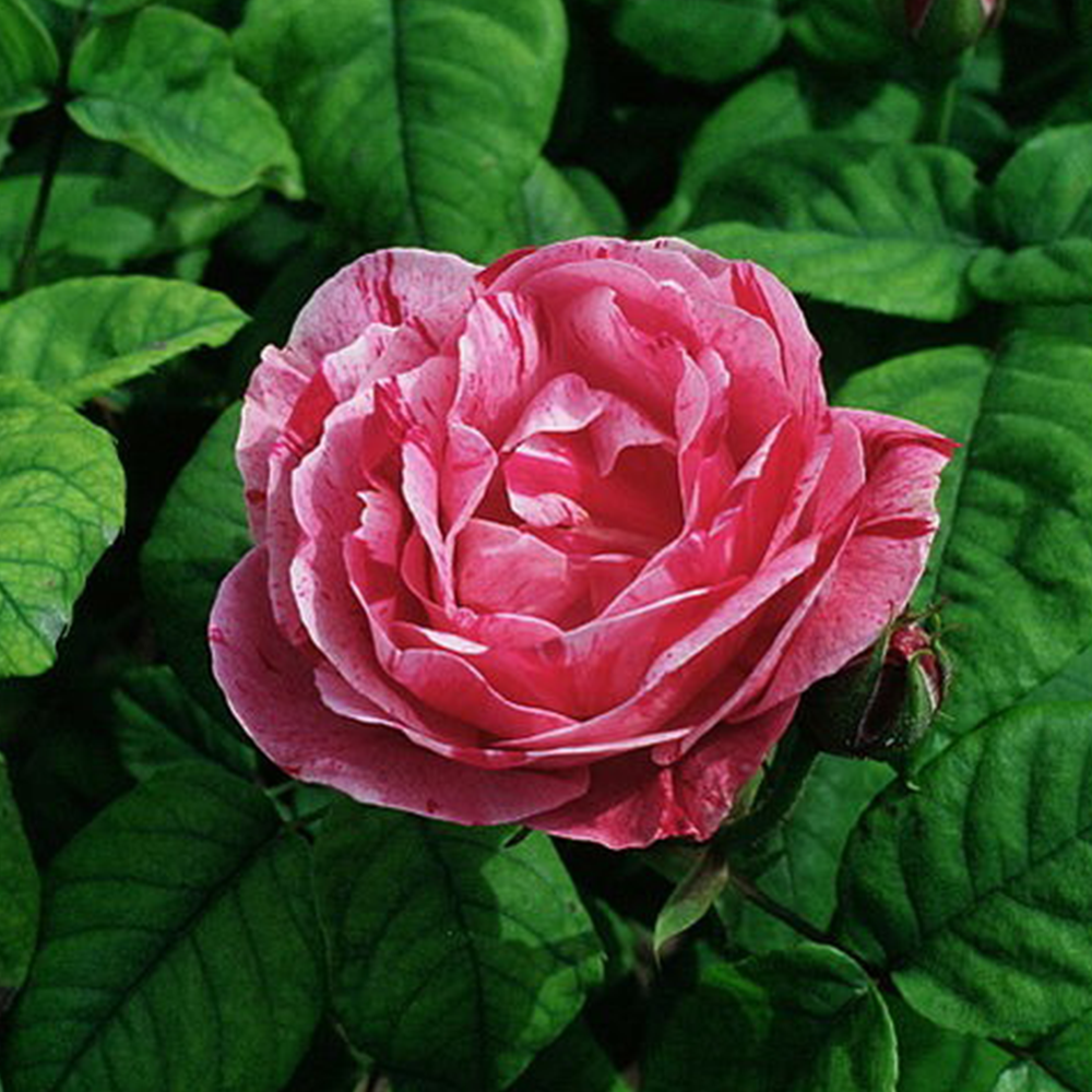 Rose (Rosa spp.)