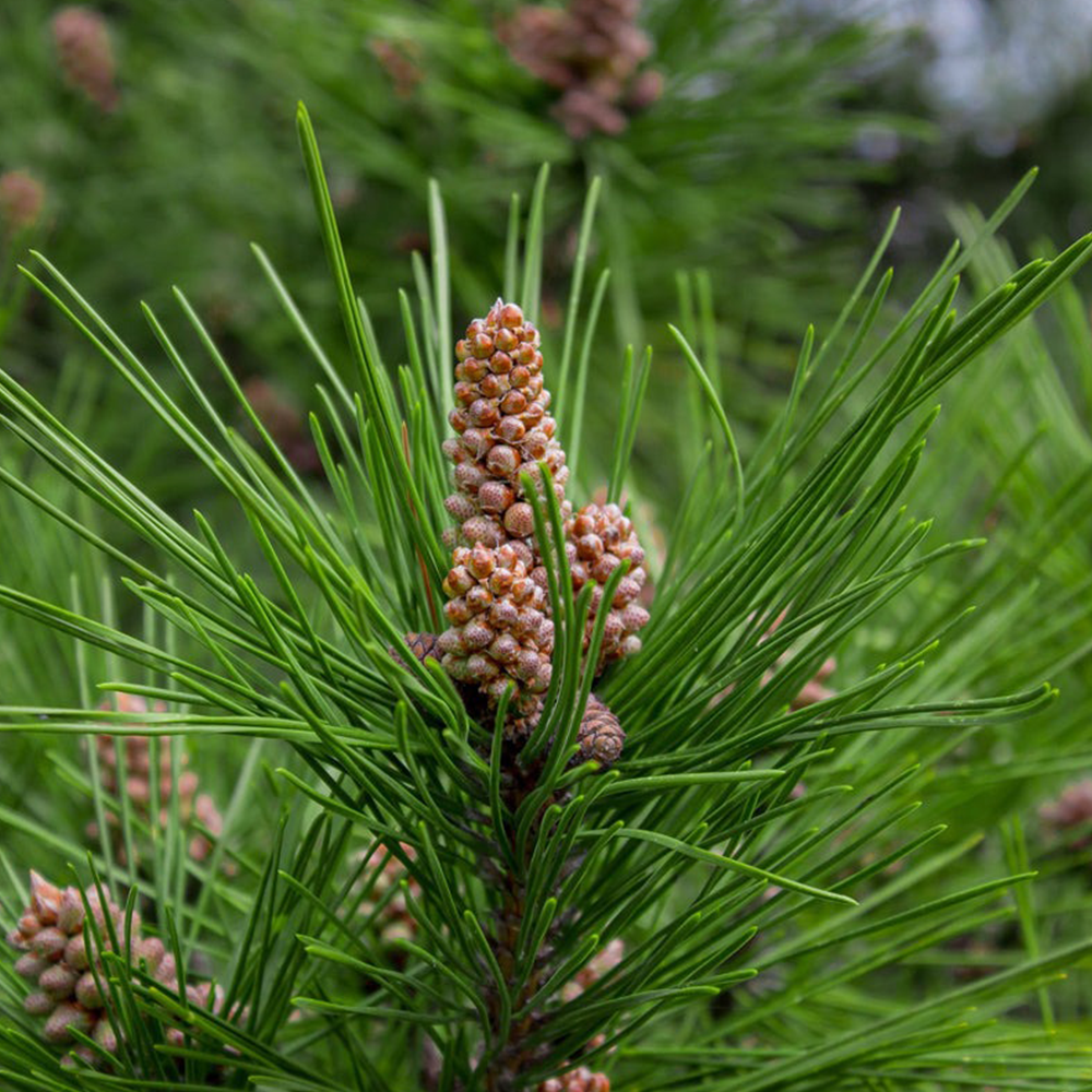 Scotch Pine (Pinus sylvestris)