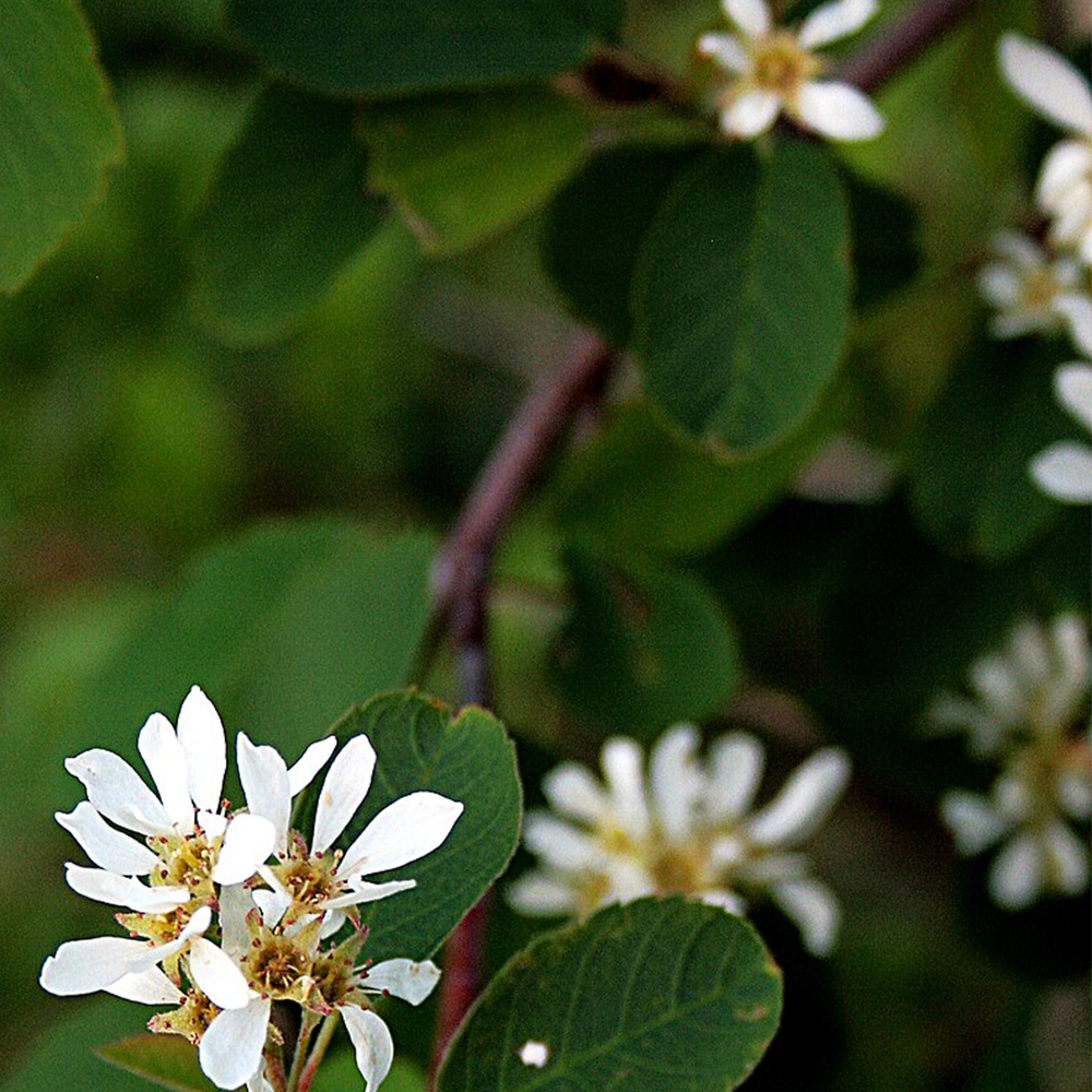 Serviceberry (Amelanchier spp.)