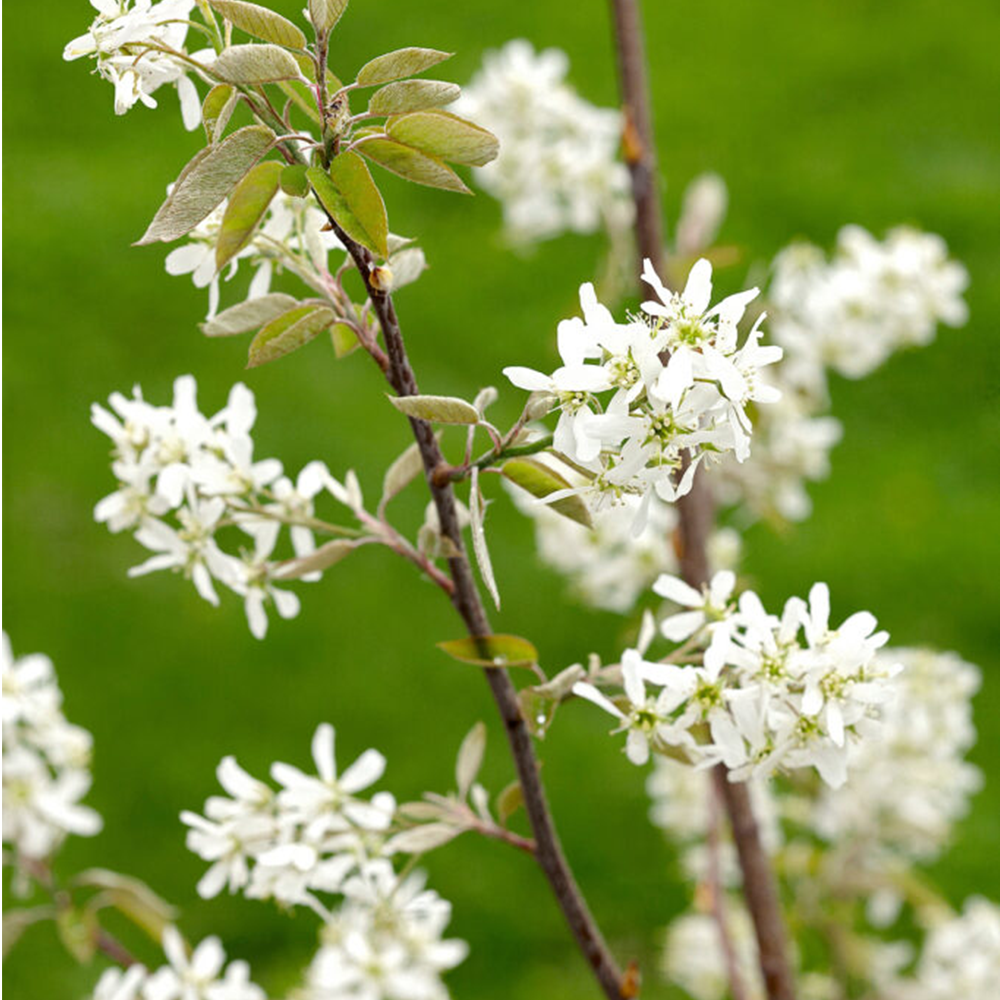Serviceberry (Amelanchier spp.)