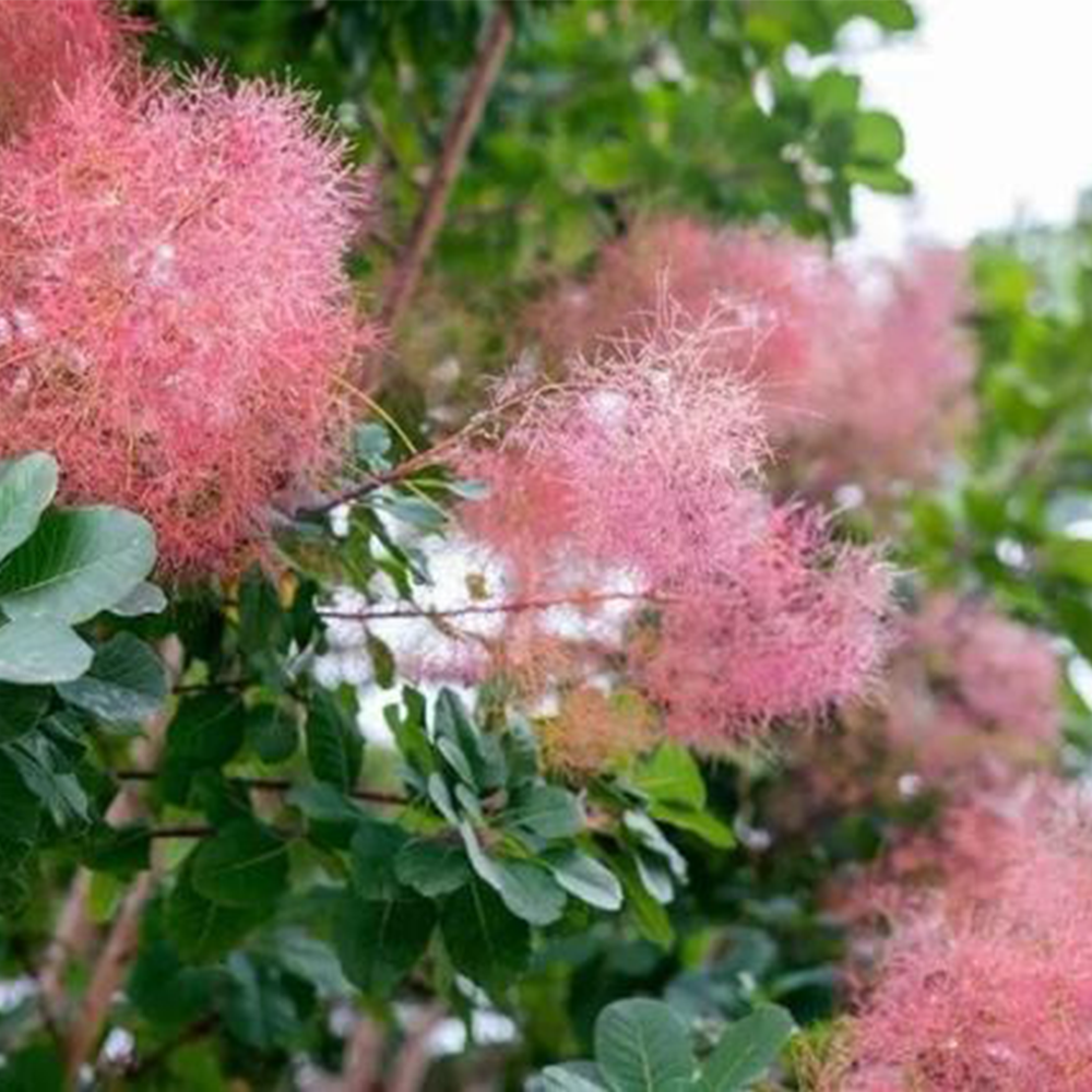 Smoke bush (Cotinus spp.)