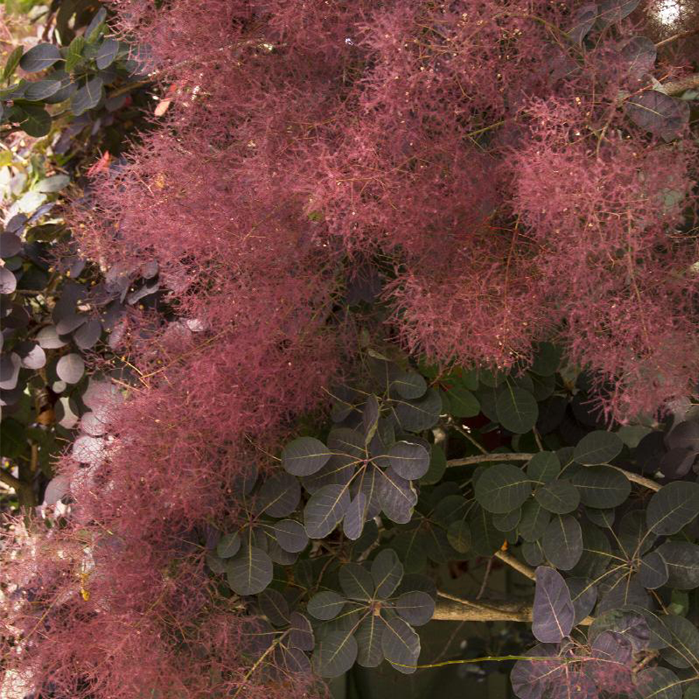 Smoke bush (Cotinus spp.)