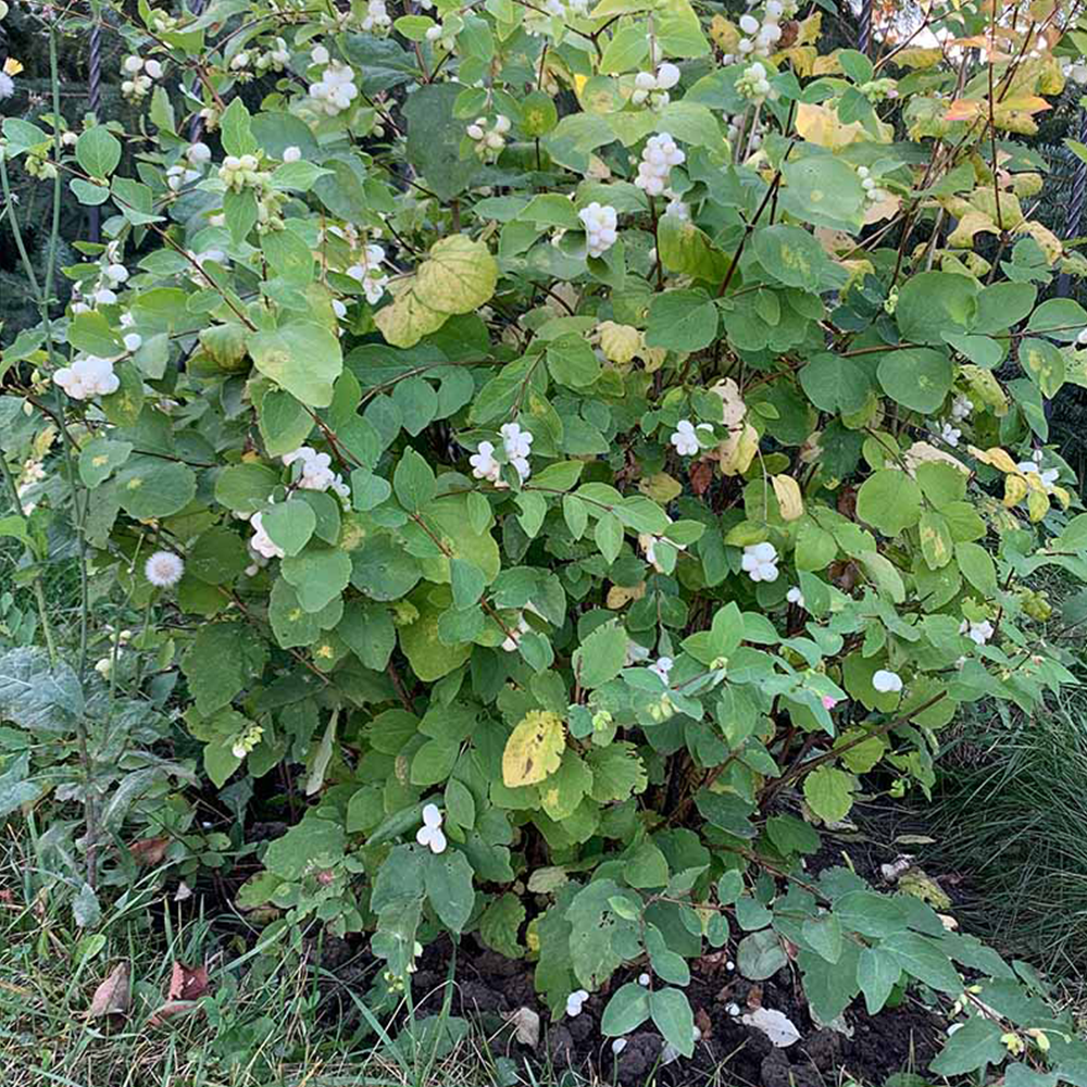 Snowberry (Symphoricarpos spp.)