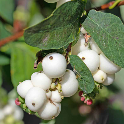 Snowberry (Symphoricarpos spp.)