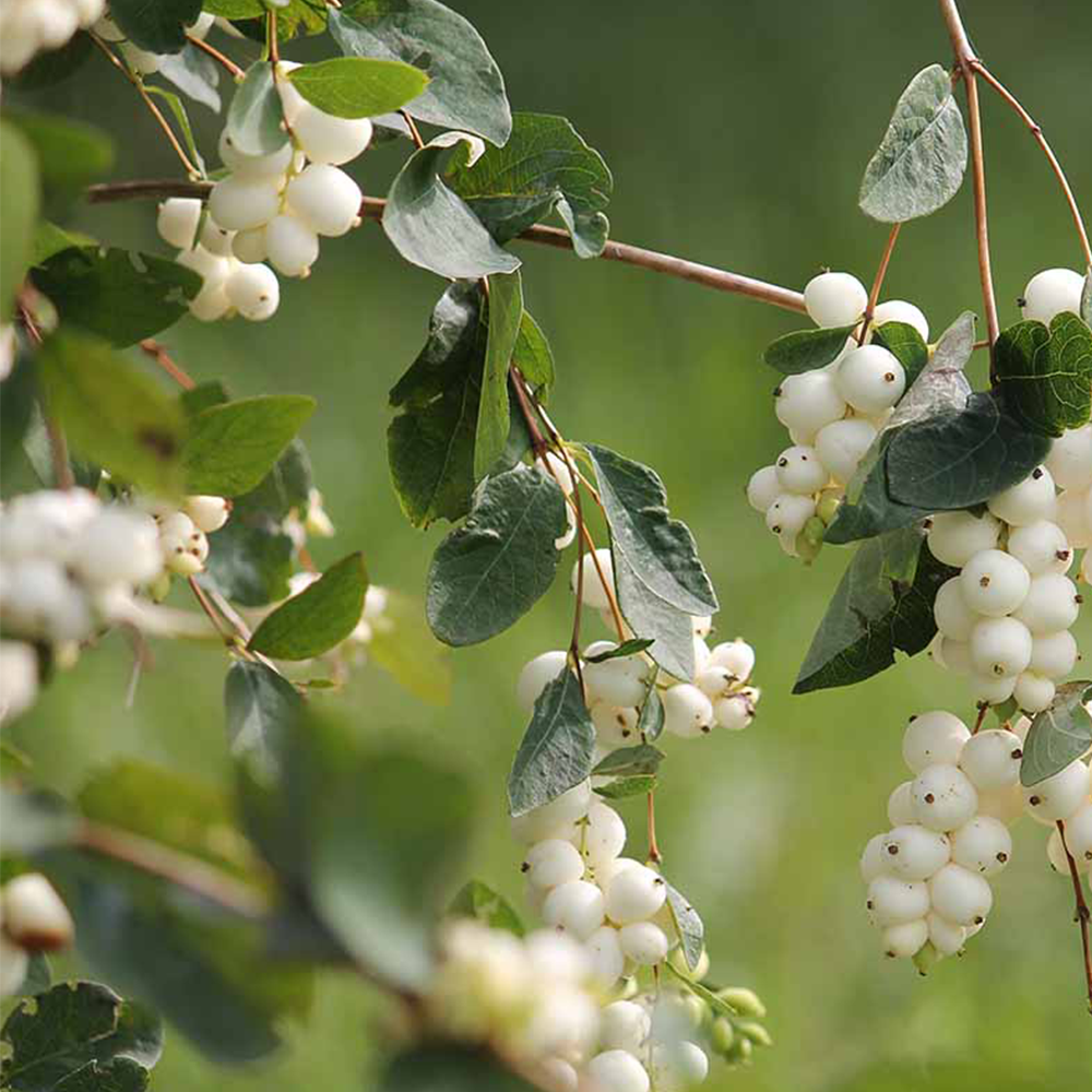 Snowberry (Symphoricarpos spp.)