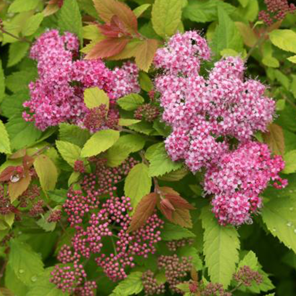 Spirea (Spiraea spp.)