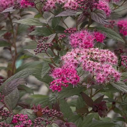 Spirea (Spiraea spp.)