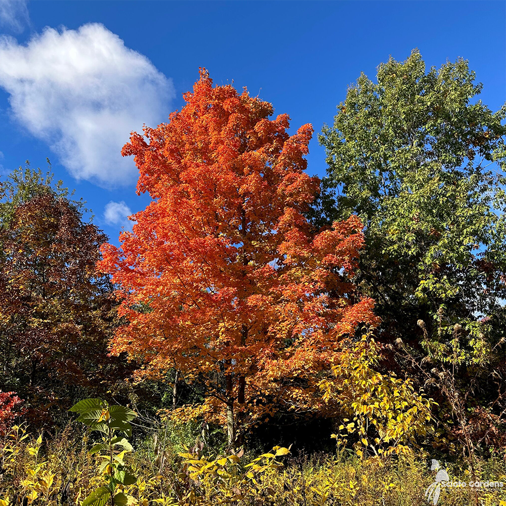 Sugar Maple (Acer saccharum)